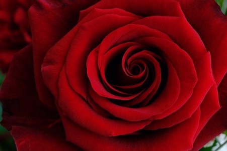 Roos voor Valentijnsdag
